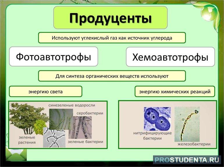 Детритная цепь питания 