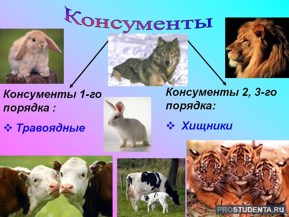 Какие организмы относят к консументам. Консументы. Животные консументы. Консументы примеры. Консументы потребители.