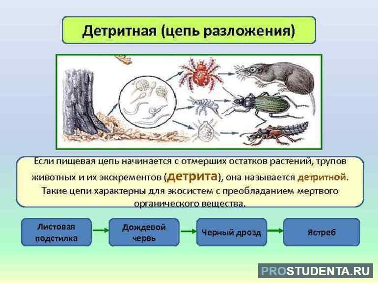 Детритная цепь питания примеры 