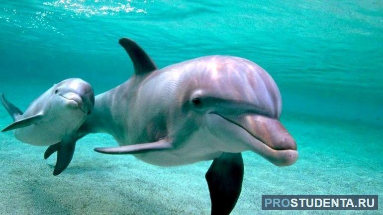 Морские животные дельфины