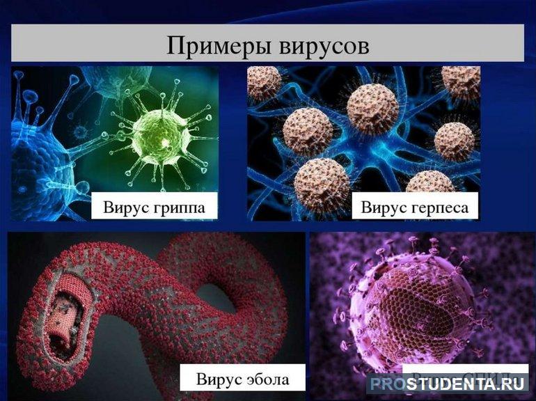 Формы и виды вирусов