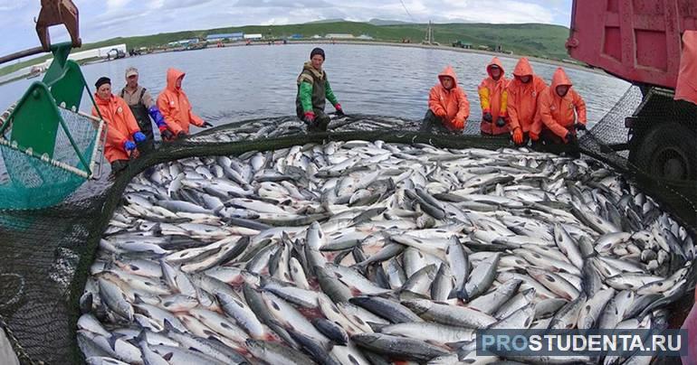 Водные ресурсы дальнего востока улов