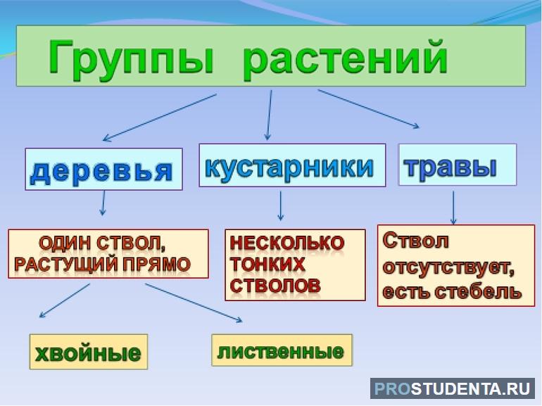 Схема групп растений