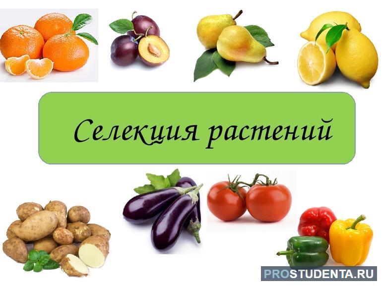 Селекция растений