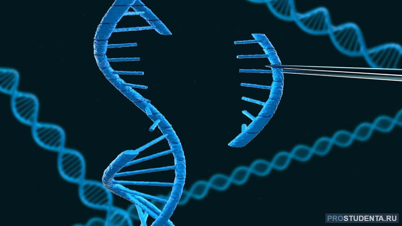 Изменение строения генов. ДНК гены геном. Мутагенез генетика. Технология рекомбинантных ДНК. Генная инженерия ДНК.