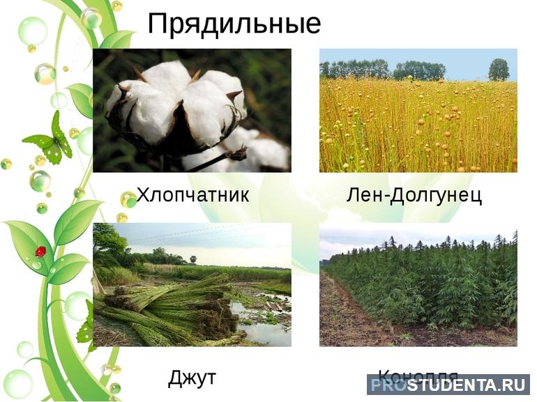 Прядильные растения