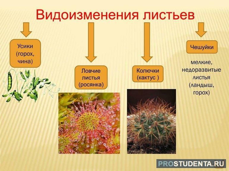 Видоизменение листьев растений 6 класс 