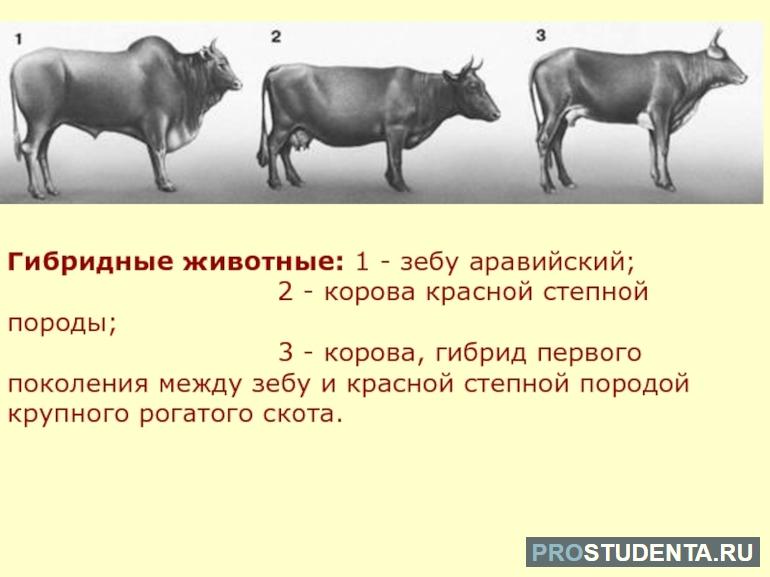Методы селекции животных 