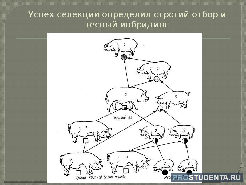 Селекционер скрестил самку чистой линии мыши черного