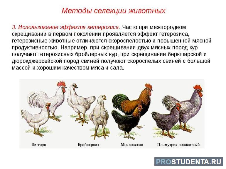 С чем связаны особенности селекции животных 