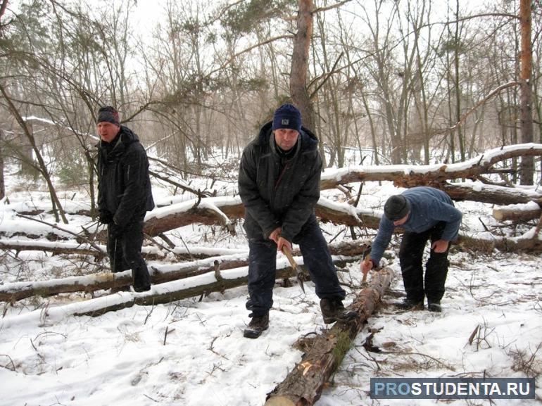 Троих мужчин отправили на рубку деревьев