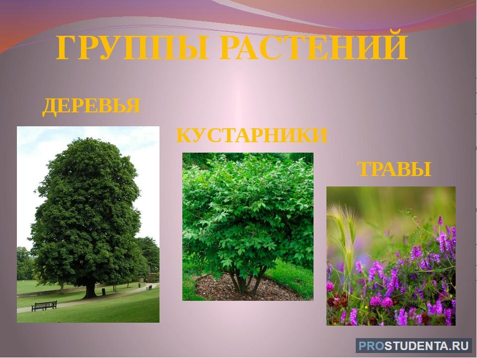 Деревья это растения или нет