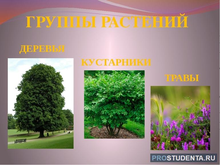 Группы растений 