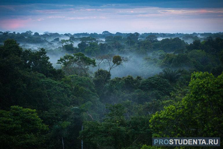 Влажные леса Амазонки