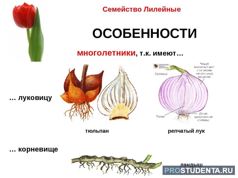 Дикорастущие и культурные растения 