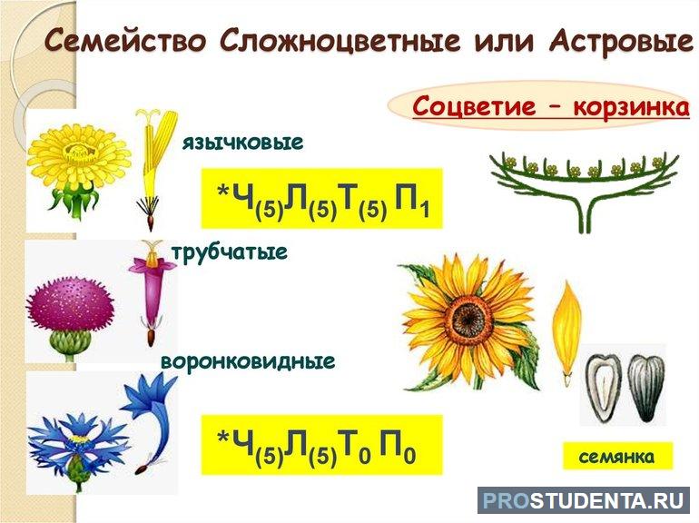 Культурные растения примеры 2 класс 