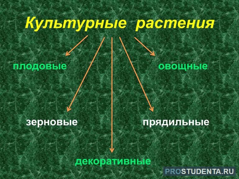 Культурные растения классификация