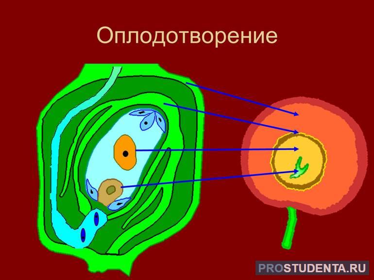 Типы и схемы природного и искусственного оплодотворения у растений