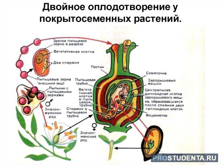 Способ двойного оплодотворения