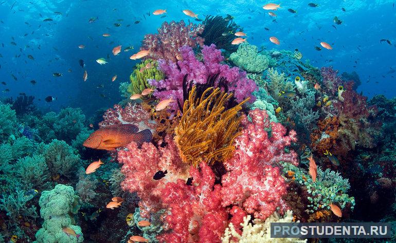 Мировой океан флора и фауна