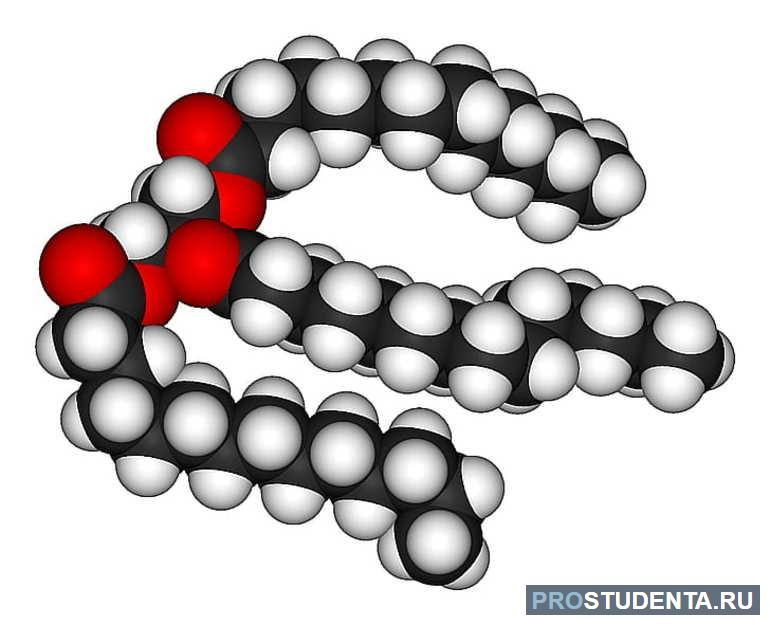 Молекула липидов в организме