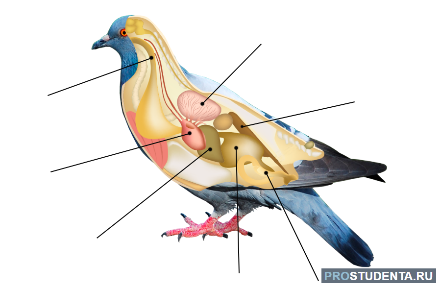 Внешнее строение птиц органы расположенные на голове