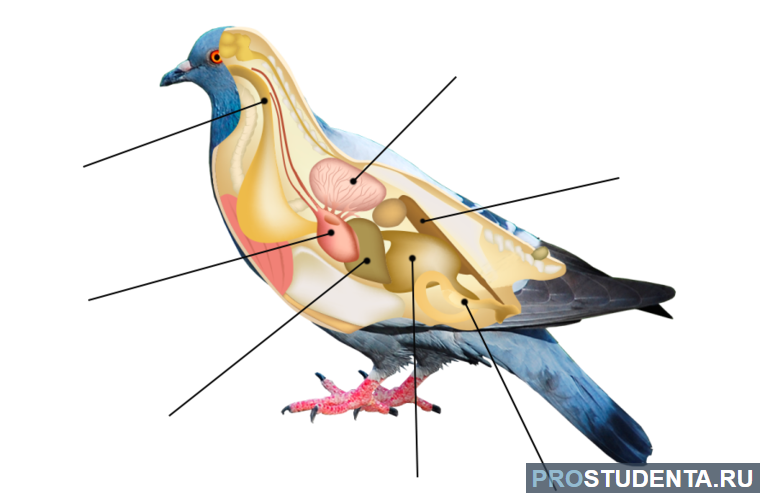 Особенности внутреннего строения птиц: кровеносная и другие системы