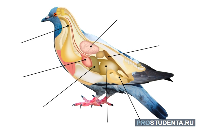 Внутреннее строение птиц