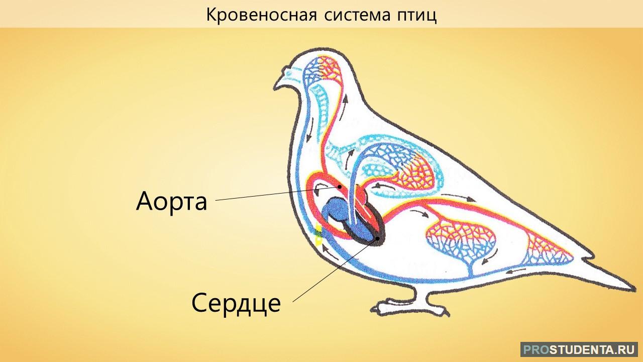 Органы кровообращения у птиц