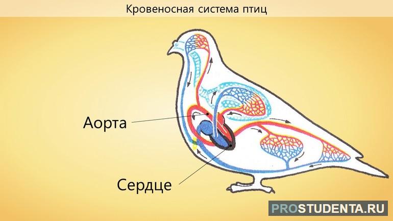 Кровеносная система птиц 