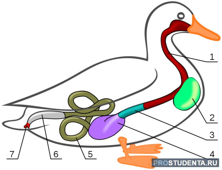 Строение пищеварительного тракта птицы