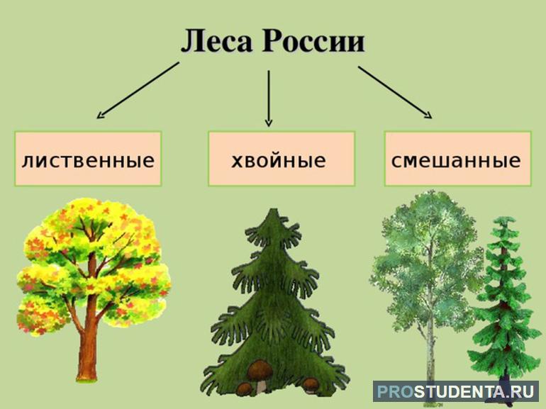 Леса россии