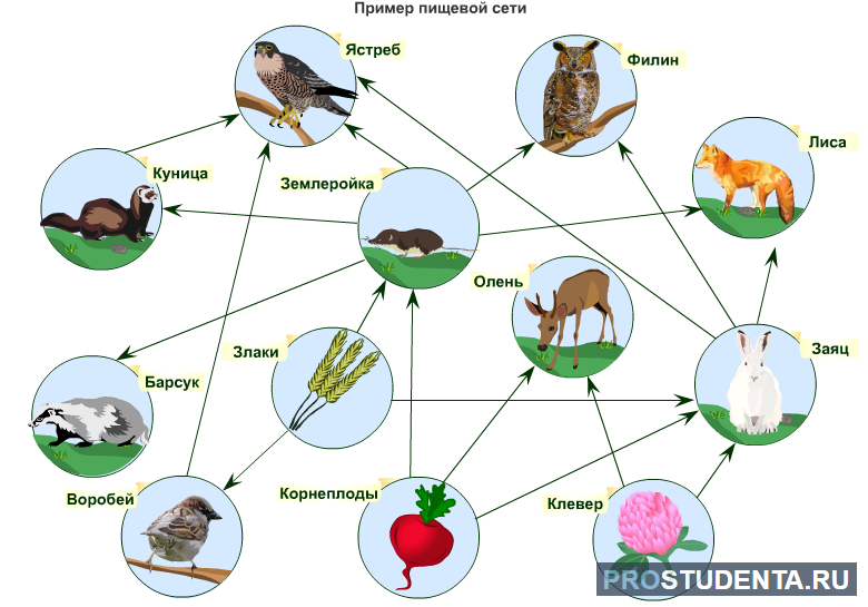 Биология 5 класс параграф 22 пищевые связи. Пищевые связи примеры. Схема пищевой цепи. Пищевая цепь леса. Пищевая цепь в лесу примеры.