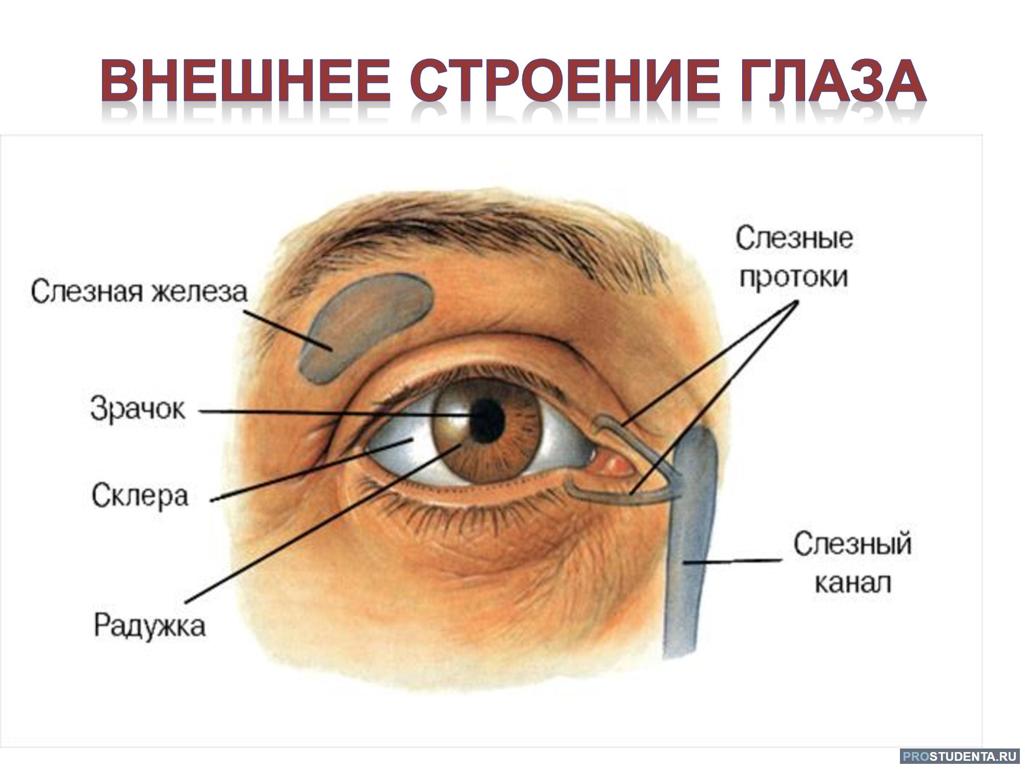 Сколько слезных каналов