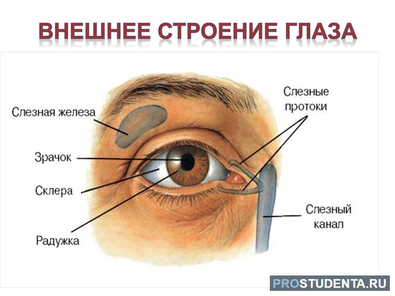 Схема строения глаза 