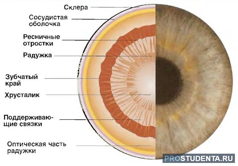 Строение глаза 