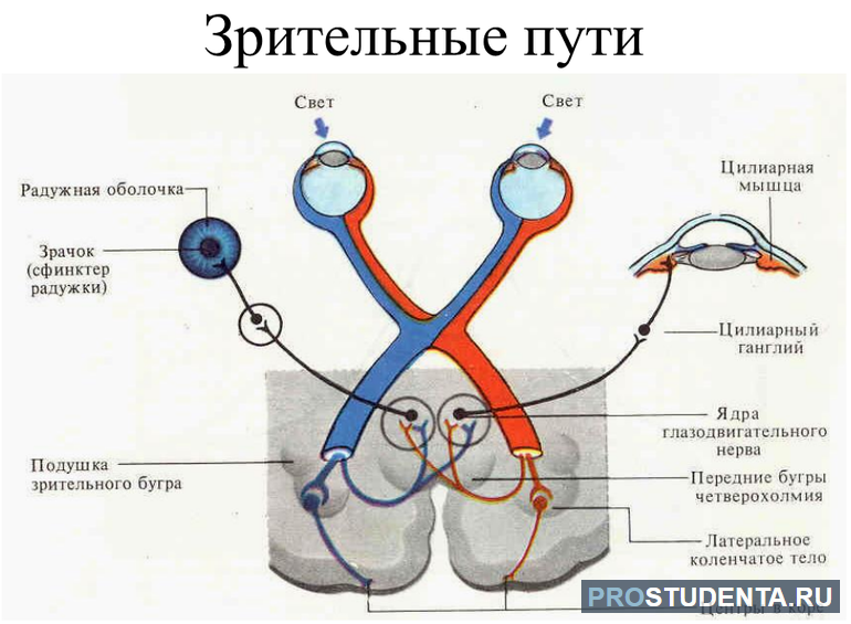 Рисунок с обозначениями строение глаза человека 