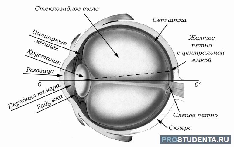 Схема с описанием части глаза 