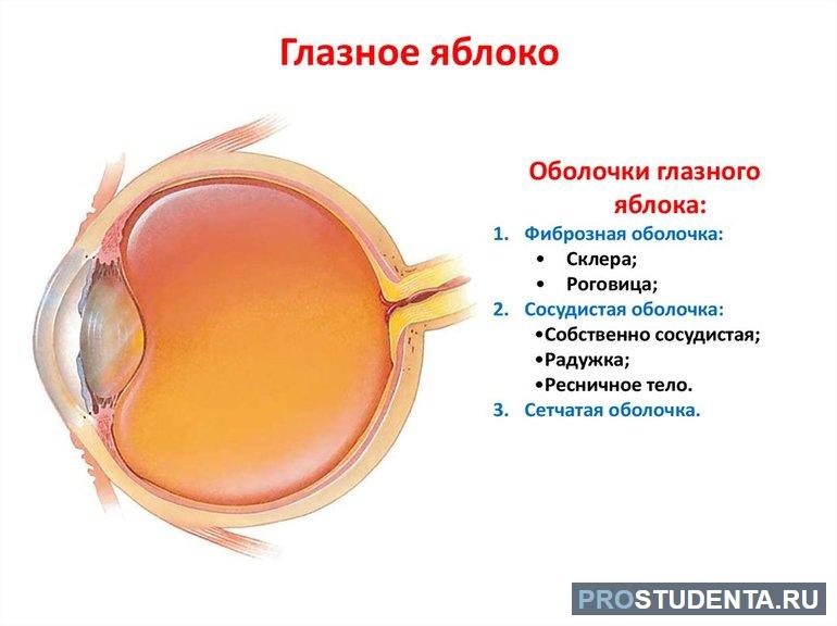 Структура глаза 