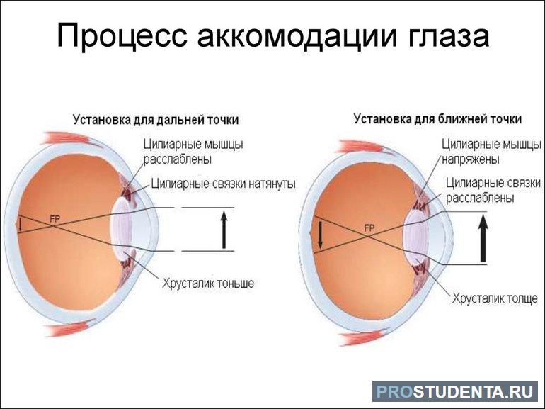 Строение глаза человека анатомия
