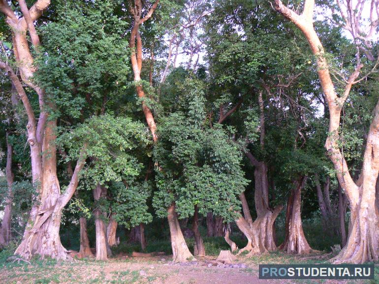 Сандаловые деревья в Индии