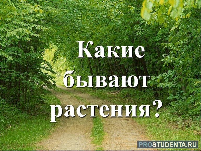 Какие бывают растения