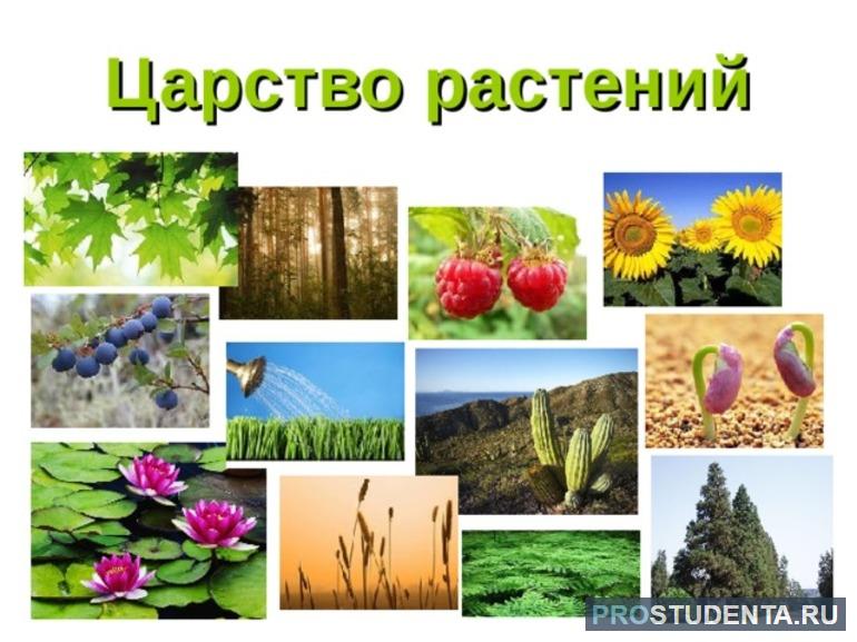 Пятое царство — растений 