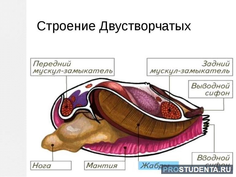 Строение двустворчатых моллюсков