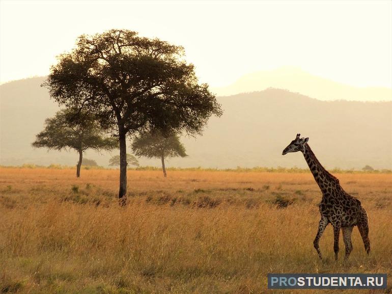 Список животных Африки: млекопитающие, птицы и другие представители