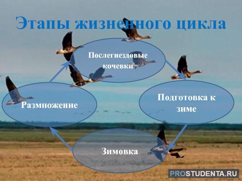 Перелетные птицы явление природы. Годовой жизненный цикл птиц схема. Годовой жизненный цикл птиц 7 класс. Годовой жизненный цикл перелетных птиц. Годовой жизненный цикл и сезонные явления в жизни птиц.