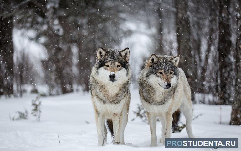 К зимней поре волчата стали совсем большими 