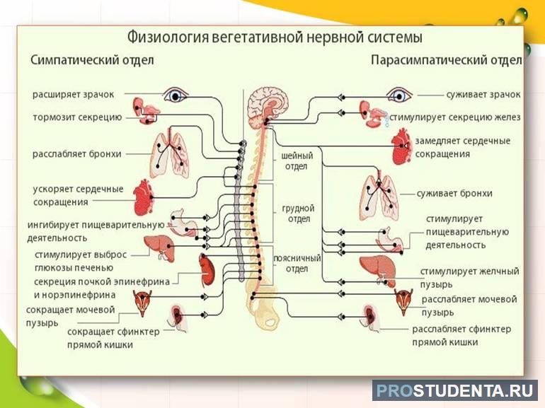 Вегетативный отдел нервной системы человека