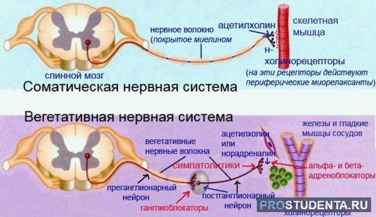 Отделы нервной системы