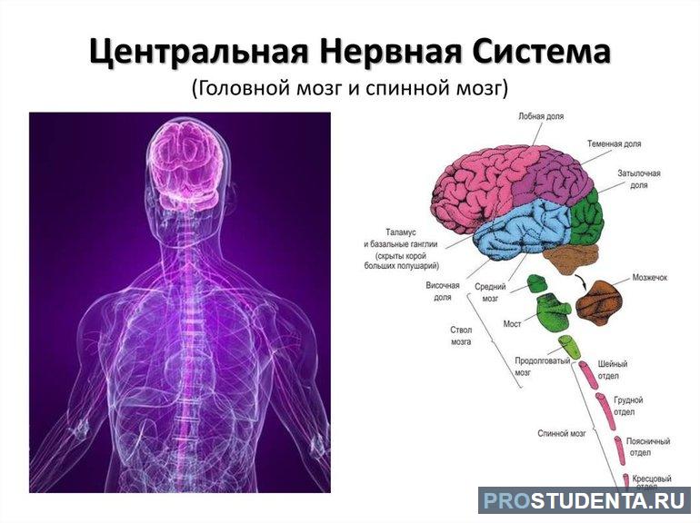 Центральная нервная система